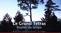 Imagen de la noticia Le Grand tétras dans les Pyrénées
